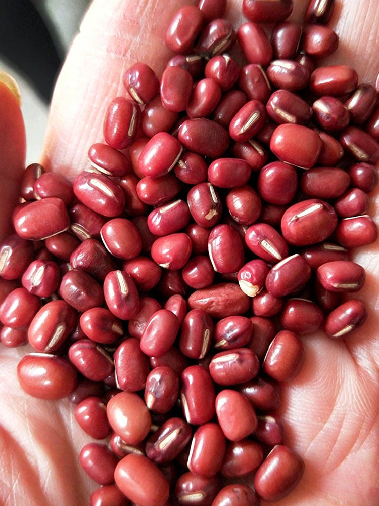 Xiangsi Red Bean