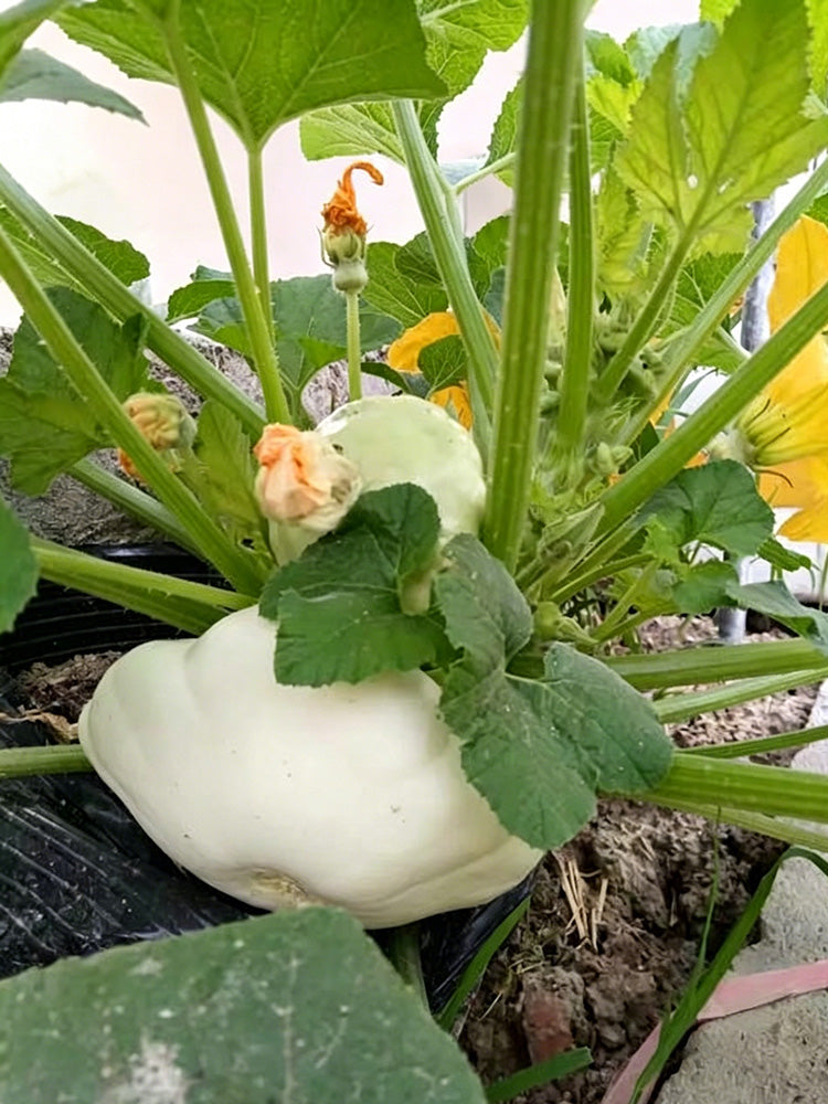 White Flying Saucer Squash