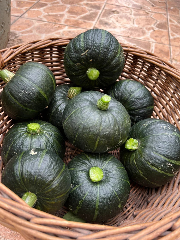 Green Baby Pumpkin