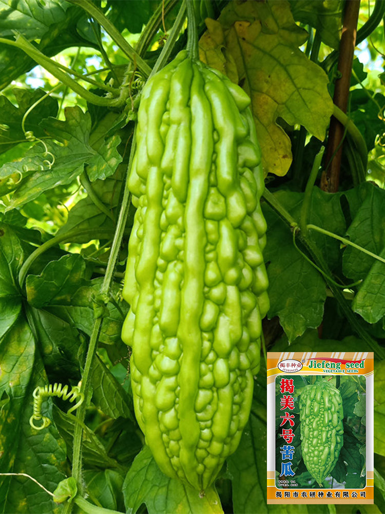 'Jiemei No.6' Bitter Gourd