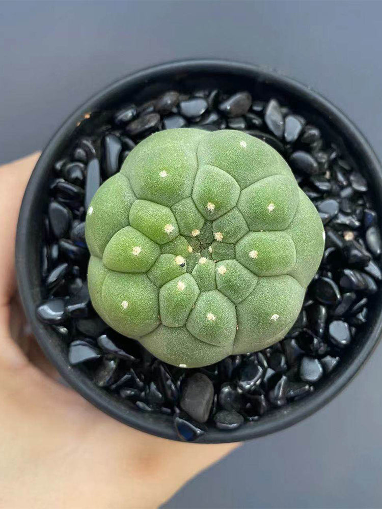 Matucana madisoniorum