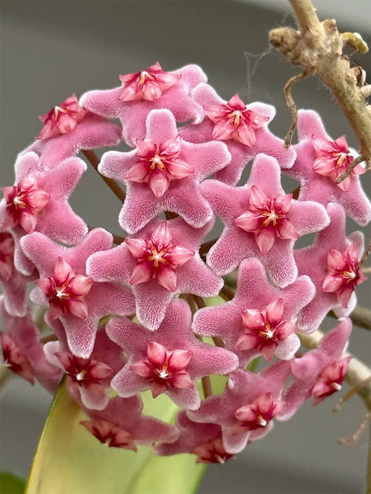 Hoya carnosa 'Freckles Splash' Unrooted Stem Cuttings