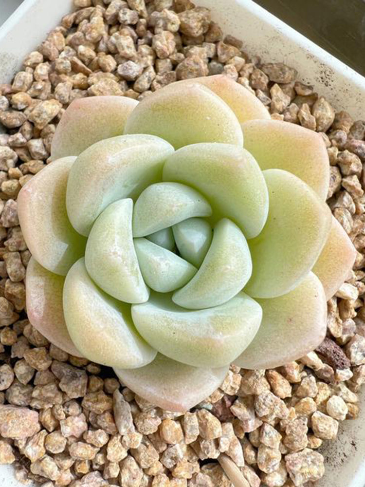 Echeveria 'Ice green'