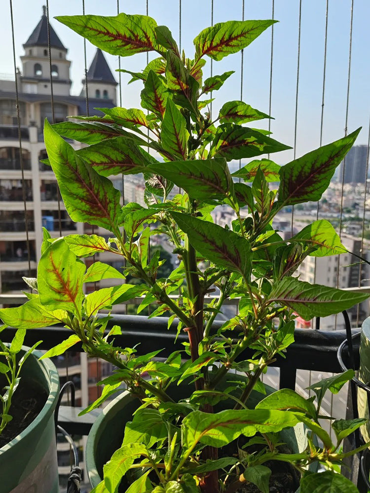 Willow-Leaf Red Amaranth