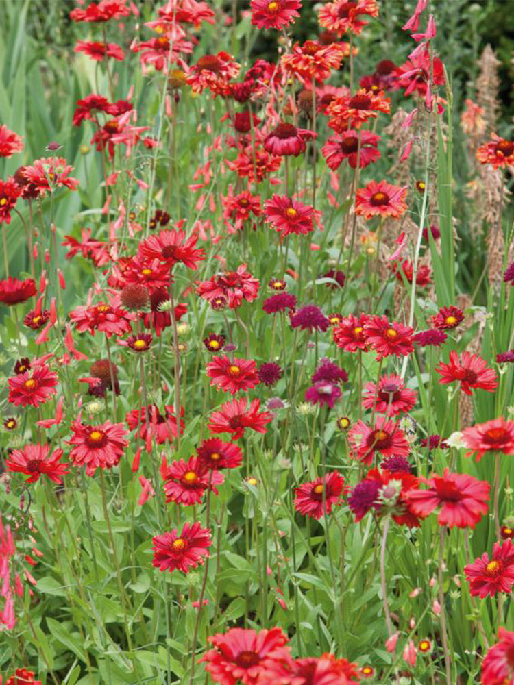 Perennial Gaillardia