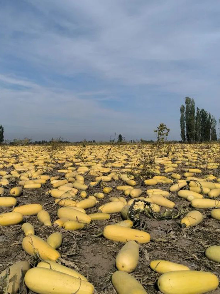 Seed-used Zucchini
