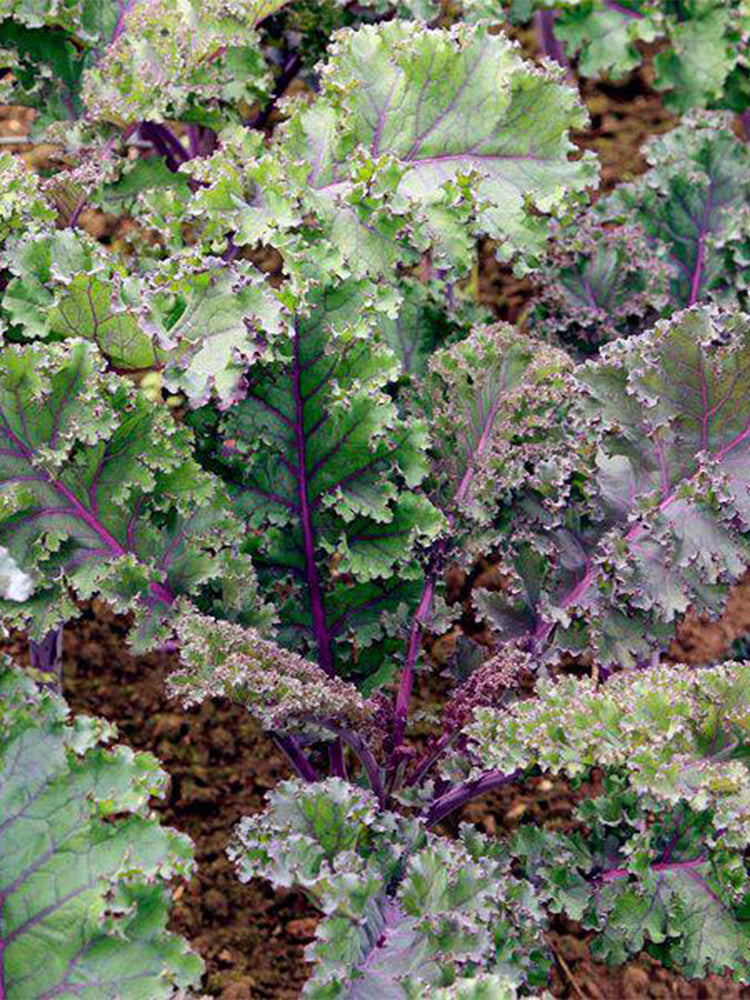 Purple Kale