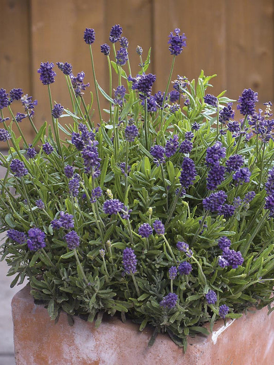 Narrowleaf Lavender
