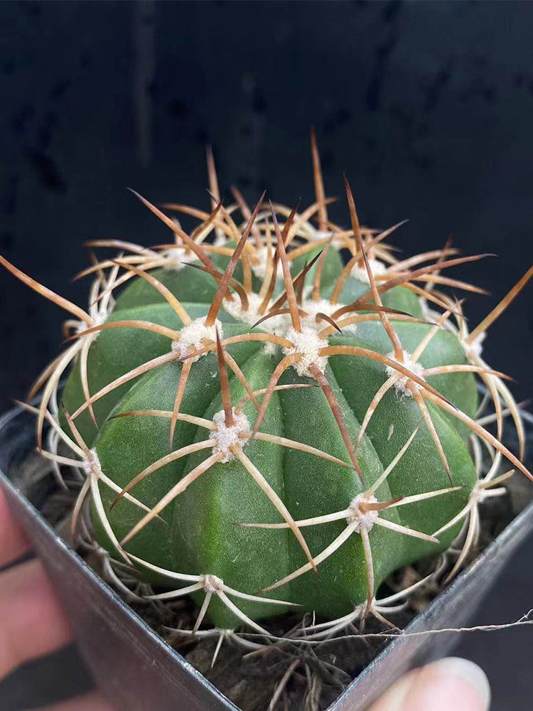 Melocactus azureus