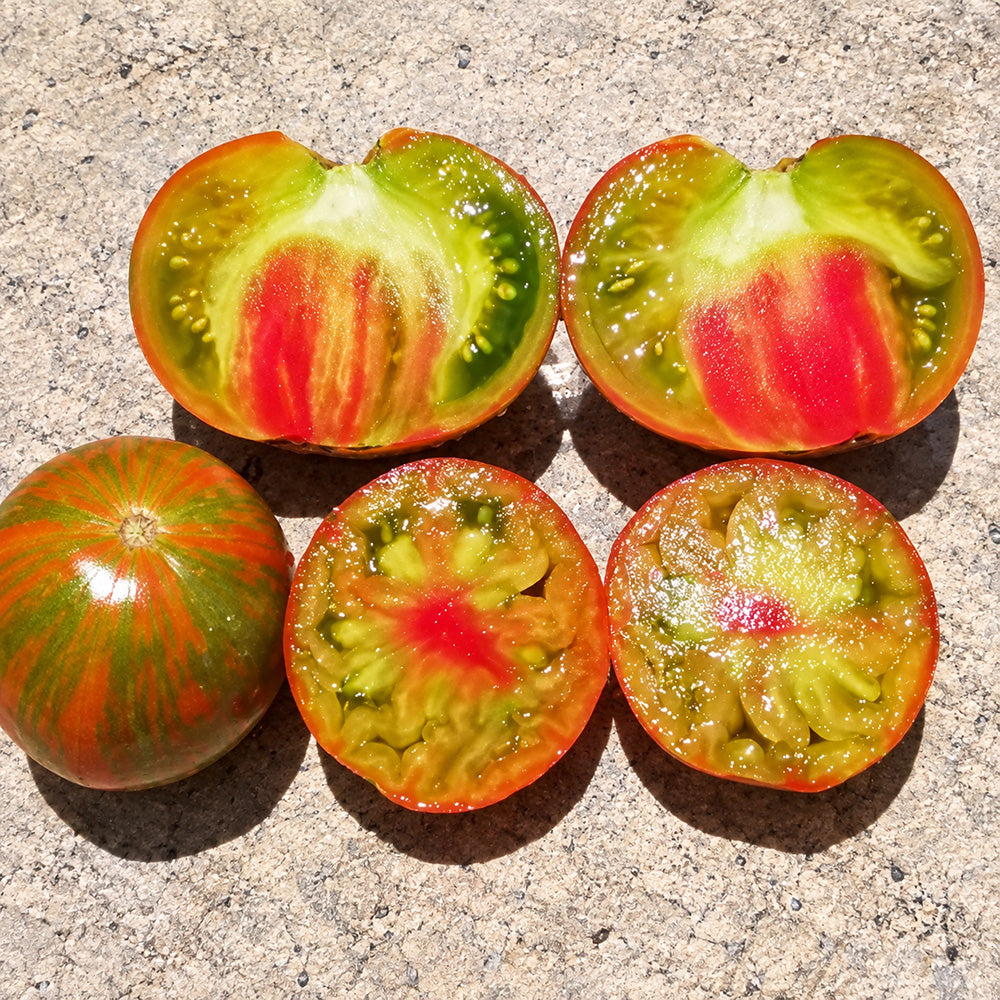 435 Kozula 224 Tomato