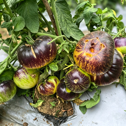 783 Dwarf Sun Queen Tomato
