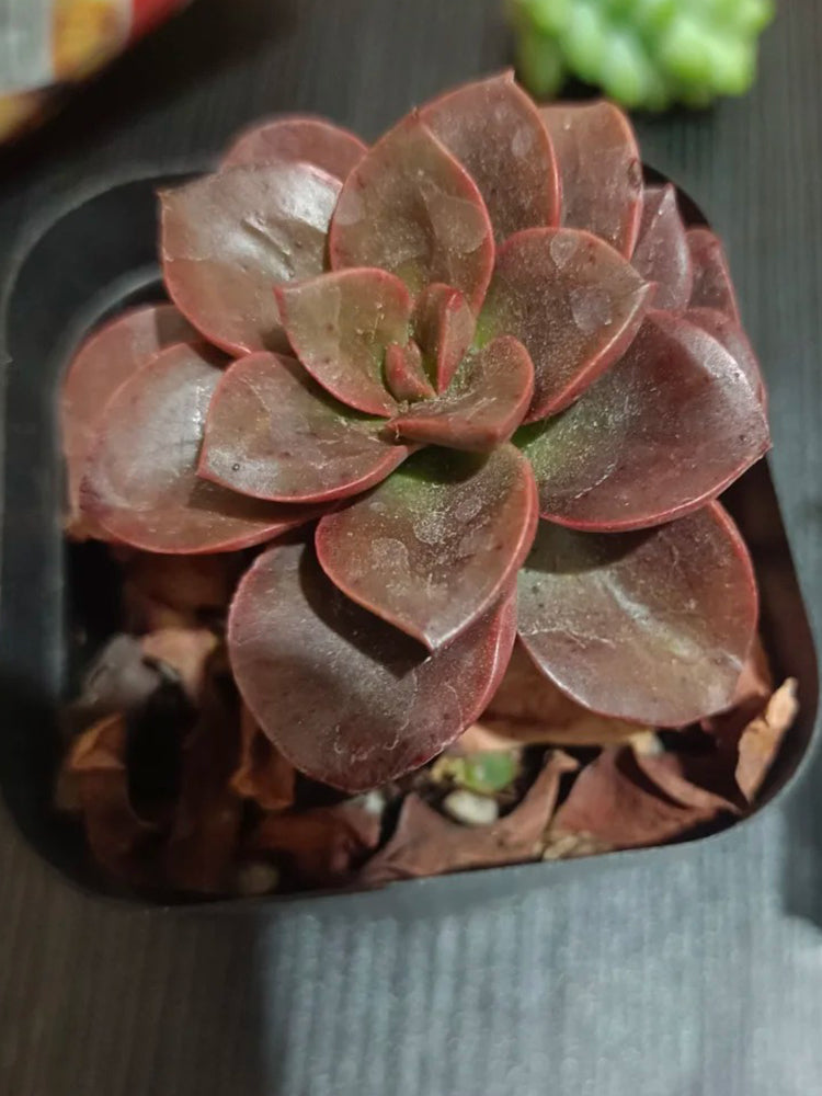Echeveria 'Chocolate'