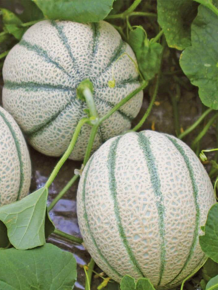 No.8 Red Cantaloupe Hybrid