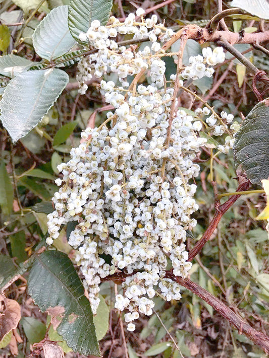 Chinese Sumac (Rhus chinensis Mill.)