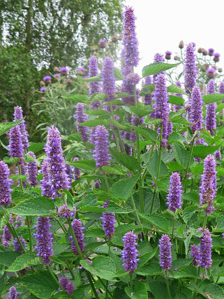 Agastache rugosa, Pale Purple-blue