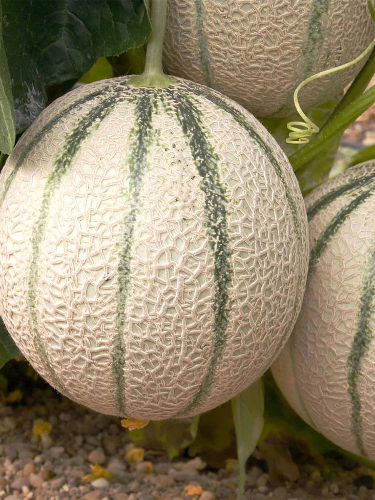 No.8 Red Cantaloupe Hybrid
