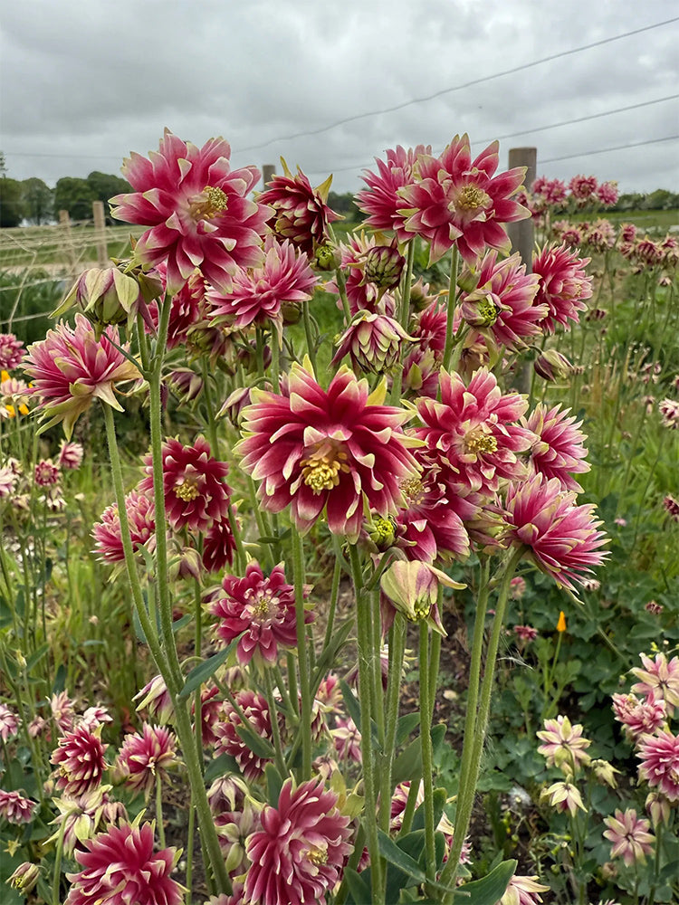 Hezhichun Aquilegia 'Barlow'
