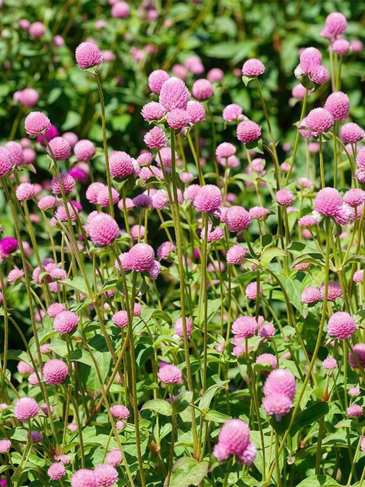 Hezhichun Pink Globe Amaranth