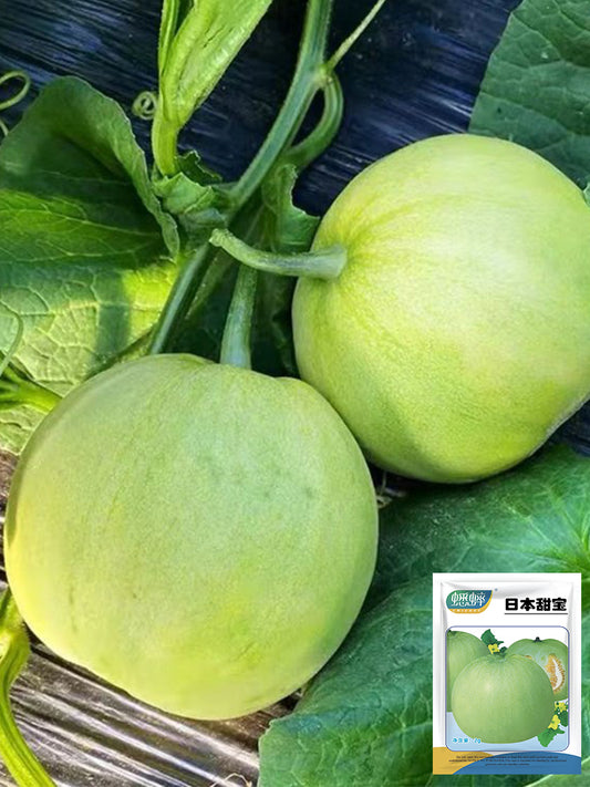 Japanese Sweet Treasure Melons