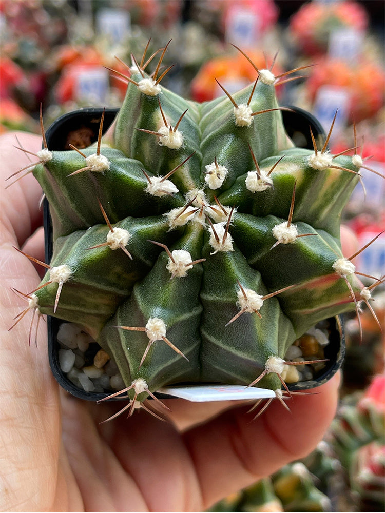 'Ruiyun Peony' Live Cactus