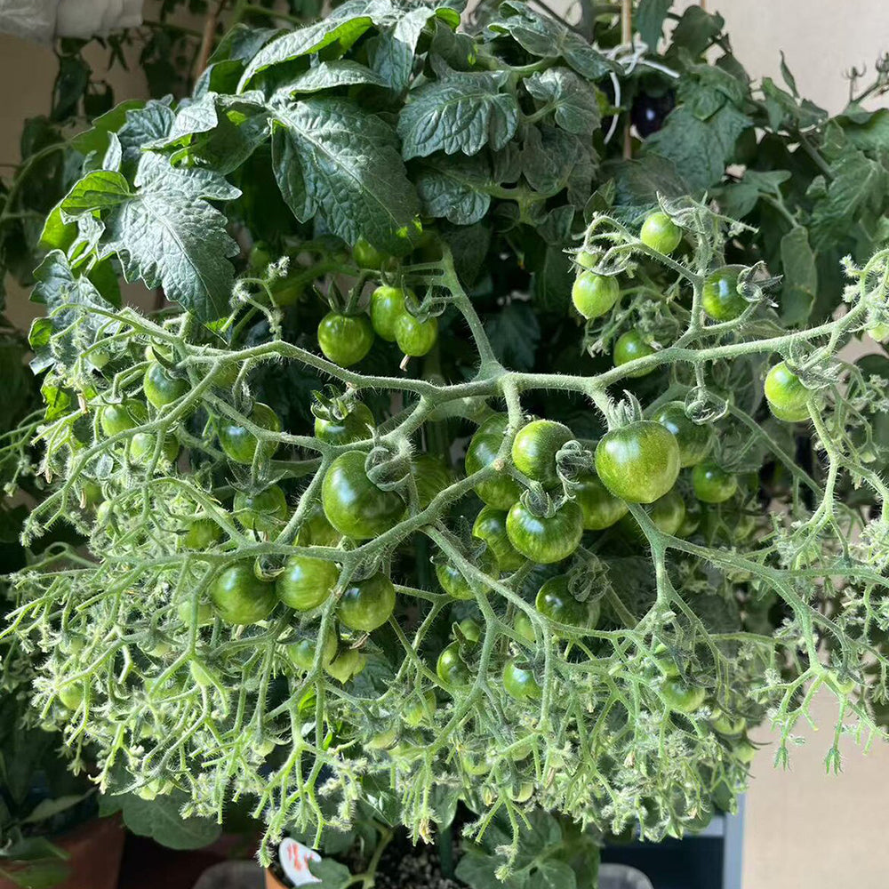 800 Explosion Head Mini Dark Stripe Tomato