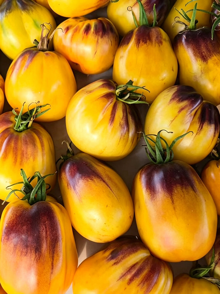 1068 Golden Veil F6 Tomato