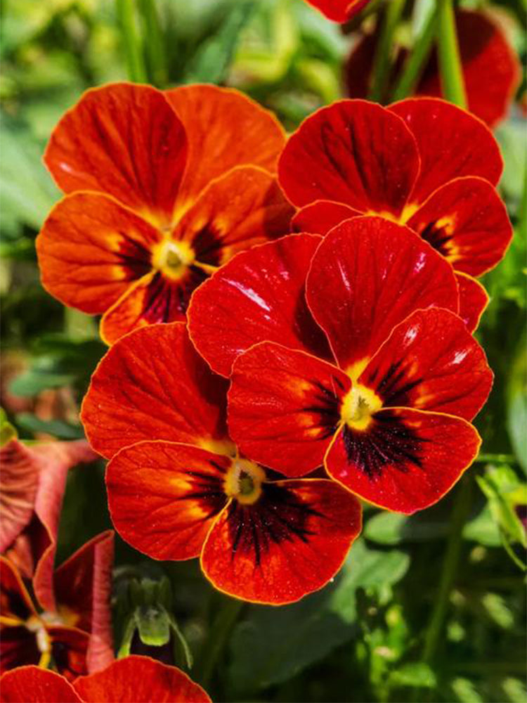 Hezhichun Pansy 'Vermilion Mole'