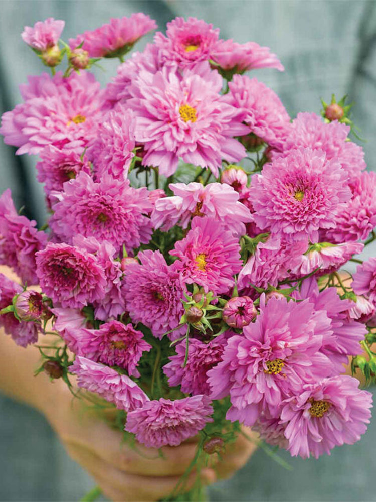 Double Pink Cosmos