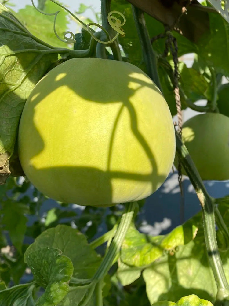 Sanjiang Tianbao Muskmelon