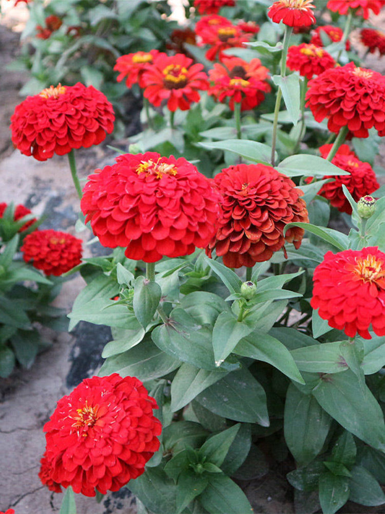 He Zhi Chun Zinnia elegans
