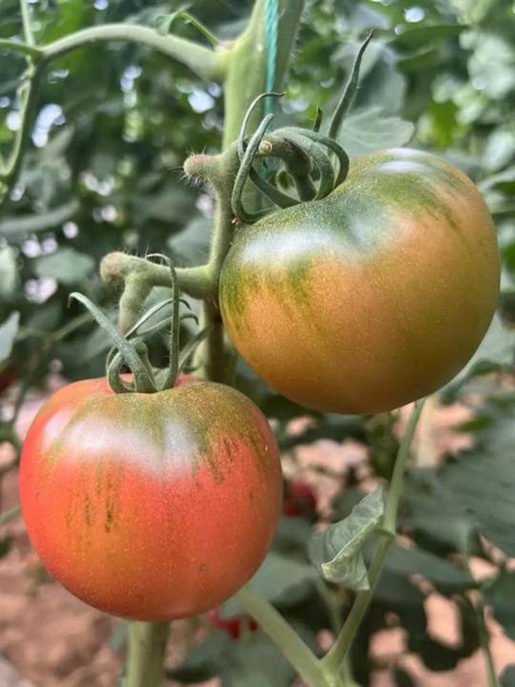 'Strawberry' Tomato