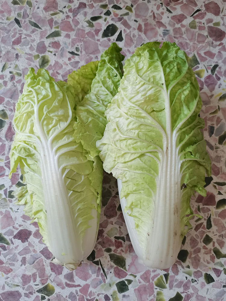 Chunmei F1 Hybrid Chinese Cabbage