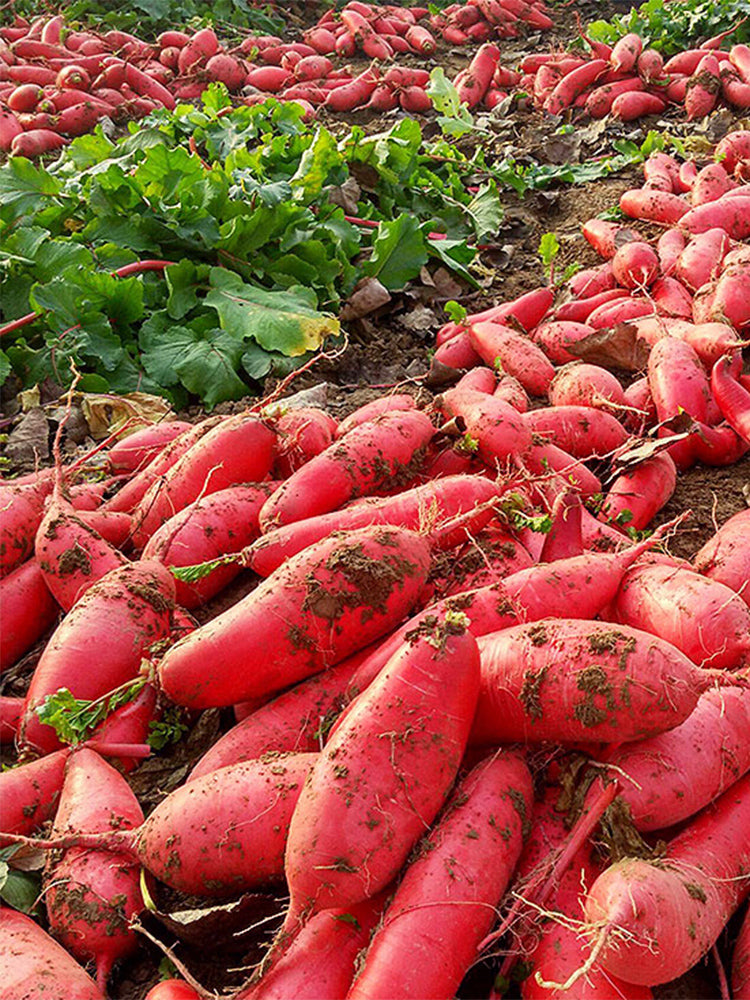 'Jinghong 30' Radish