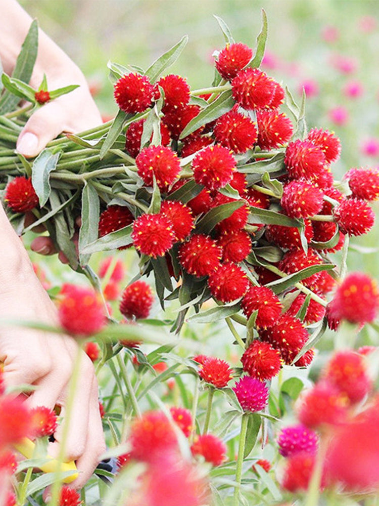 Hezhichun Globe Amaranth