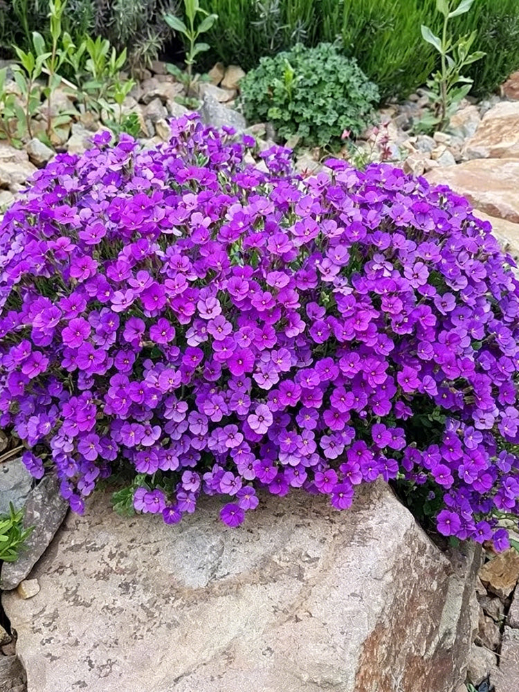 Purple Rock Cress
