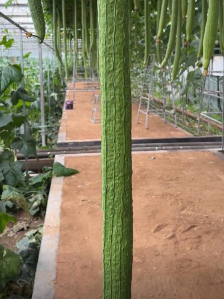 Giant No.1 Extra-long Luffa
