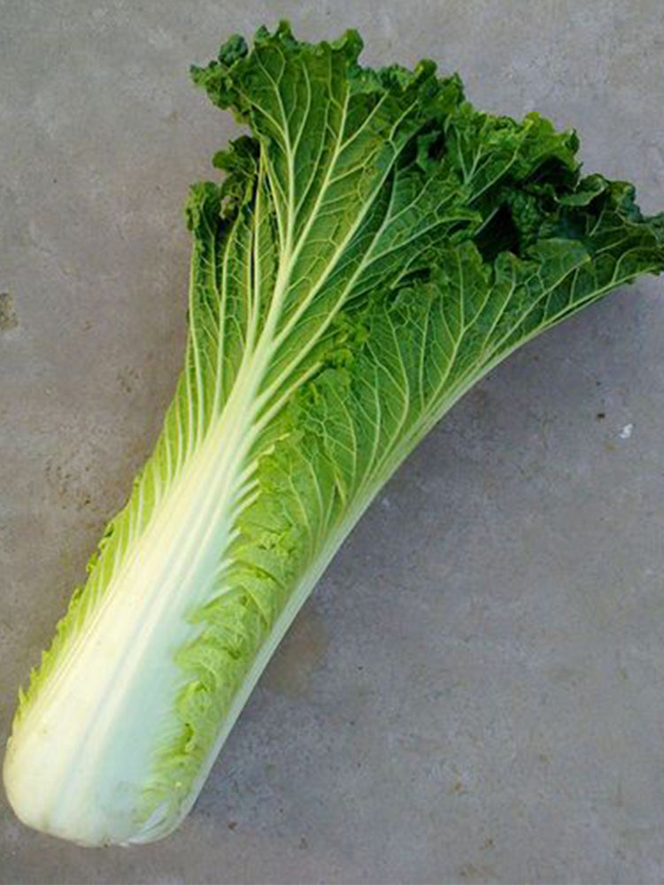 Tianjin Qingmaye Chinese Cabbage