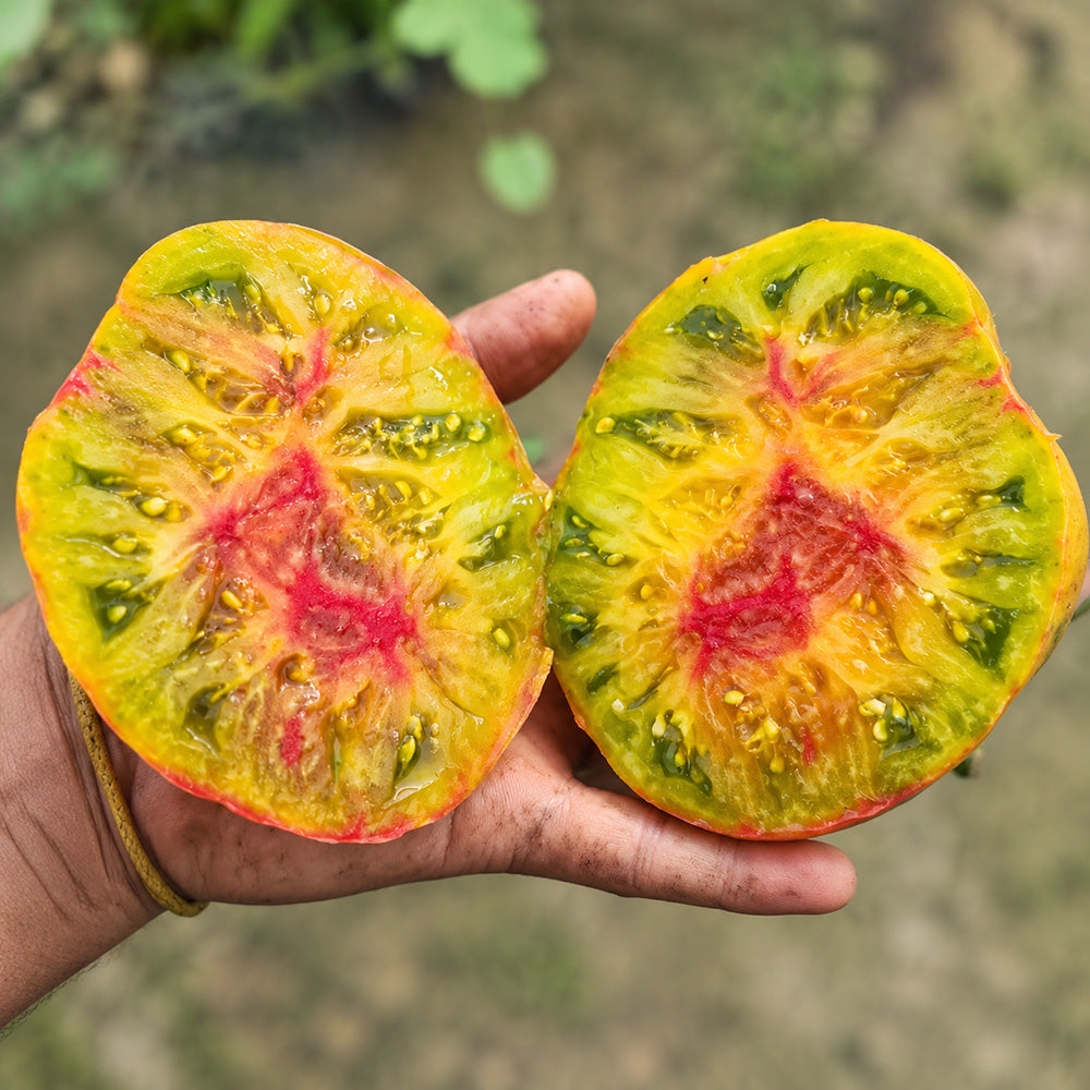 40 Green Ember Tomato