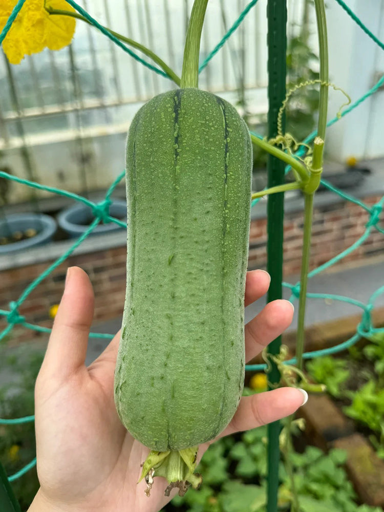 Yucui No.2 Large-Fleshed Luffa