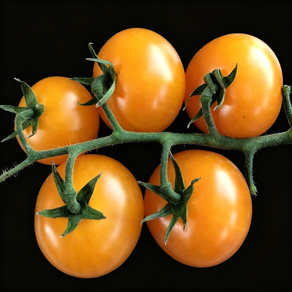 574 Dutch Yellow-Fruited Tomato