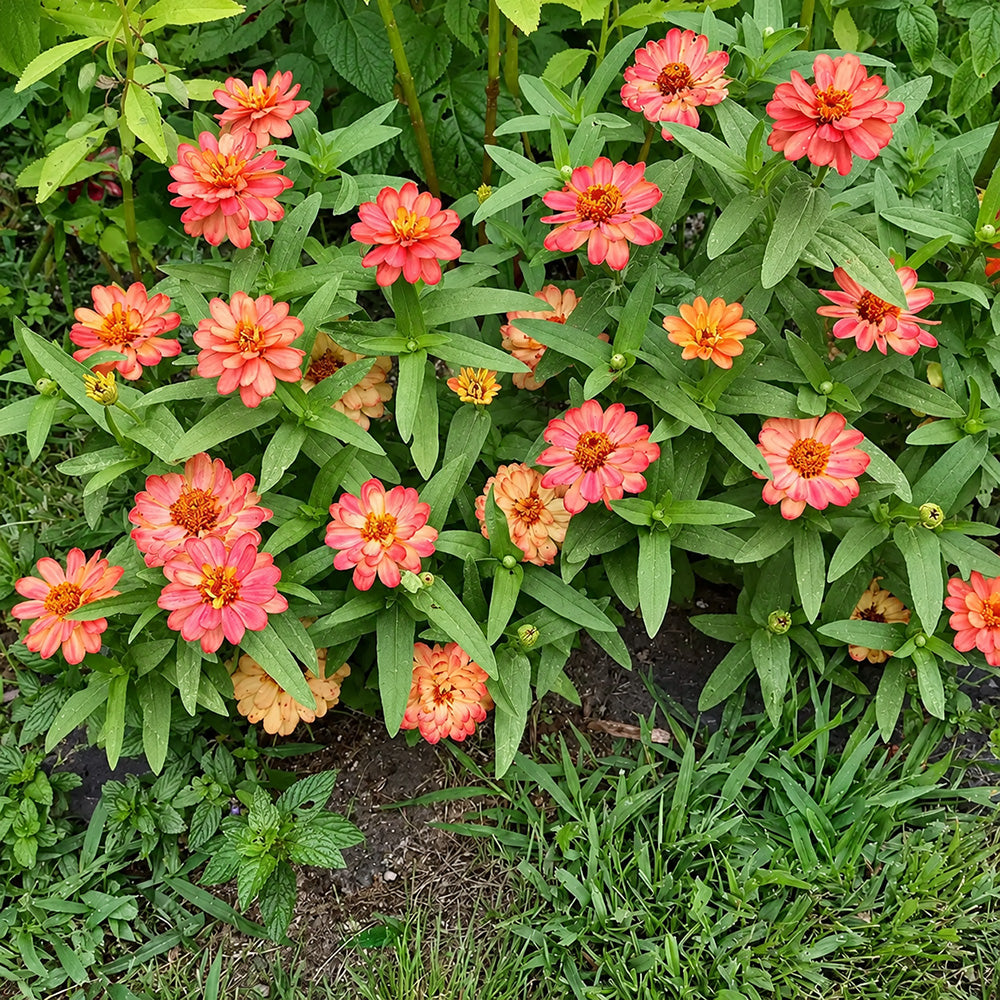 W1339 Profusion Double Deep Salmon Zinnia
