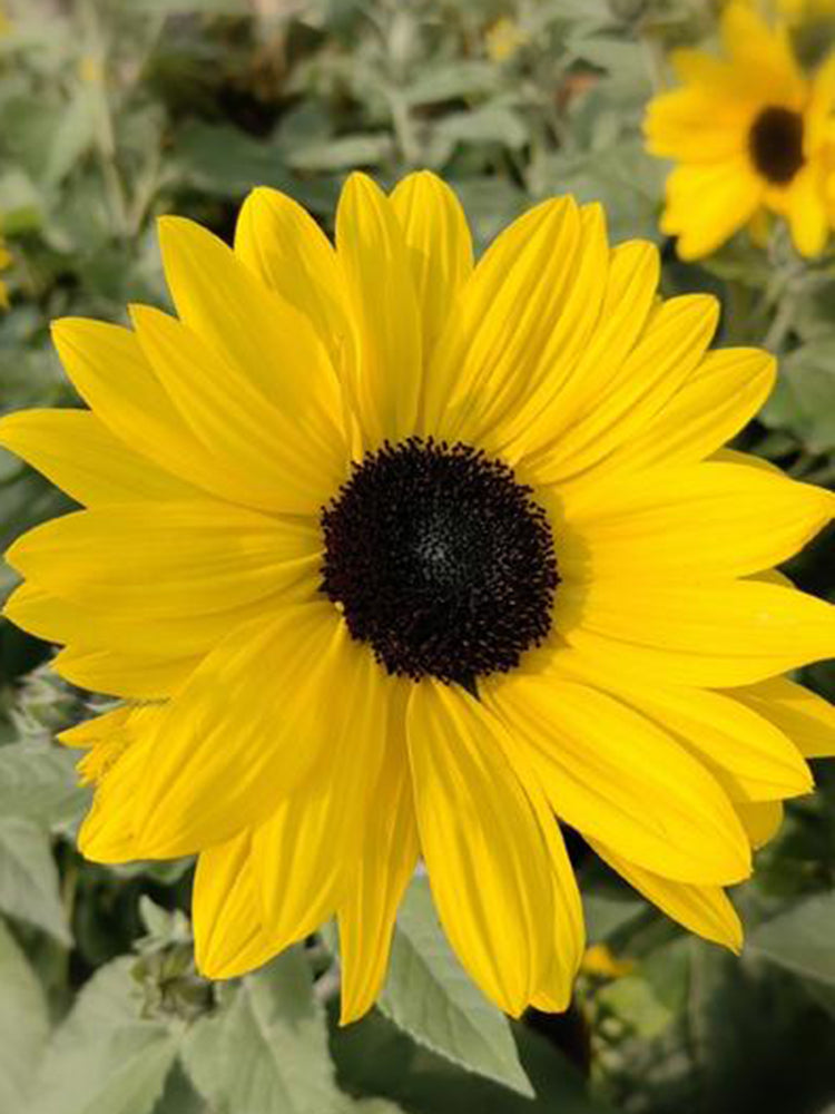 Yellow Rose Sunflower