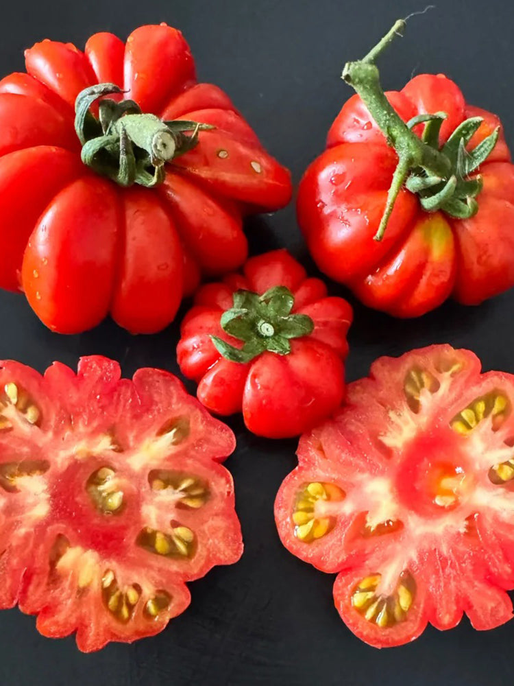 929 Sicilian Saucer Giant Tomato