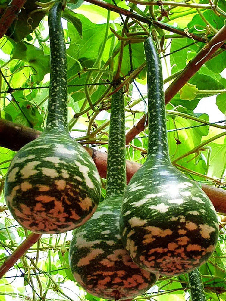 Hezhichun Speckled Swan Gourd