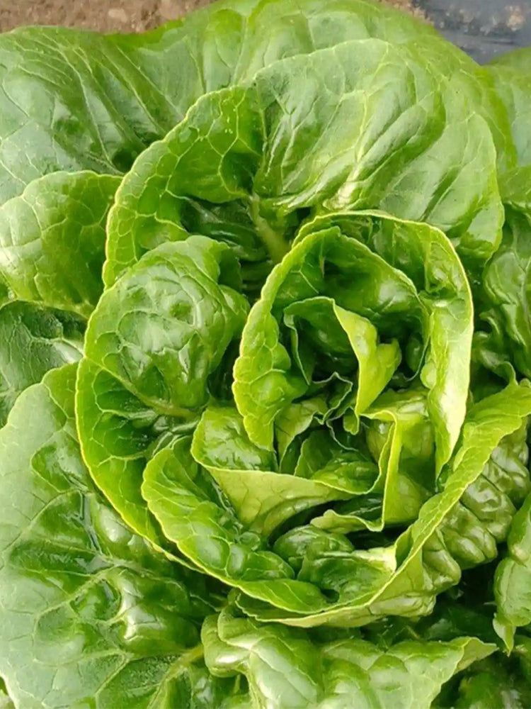 Silken Butter Lettuce (Lactuca sativa)