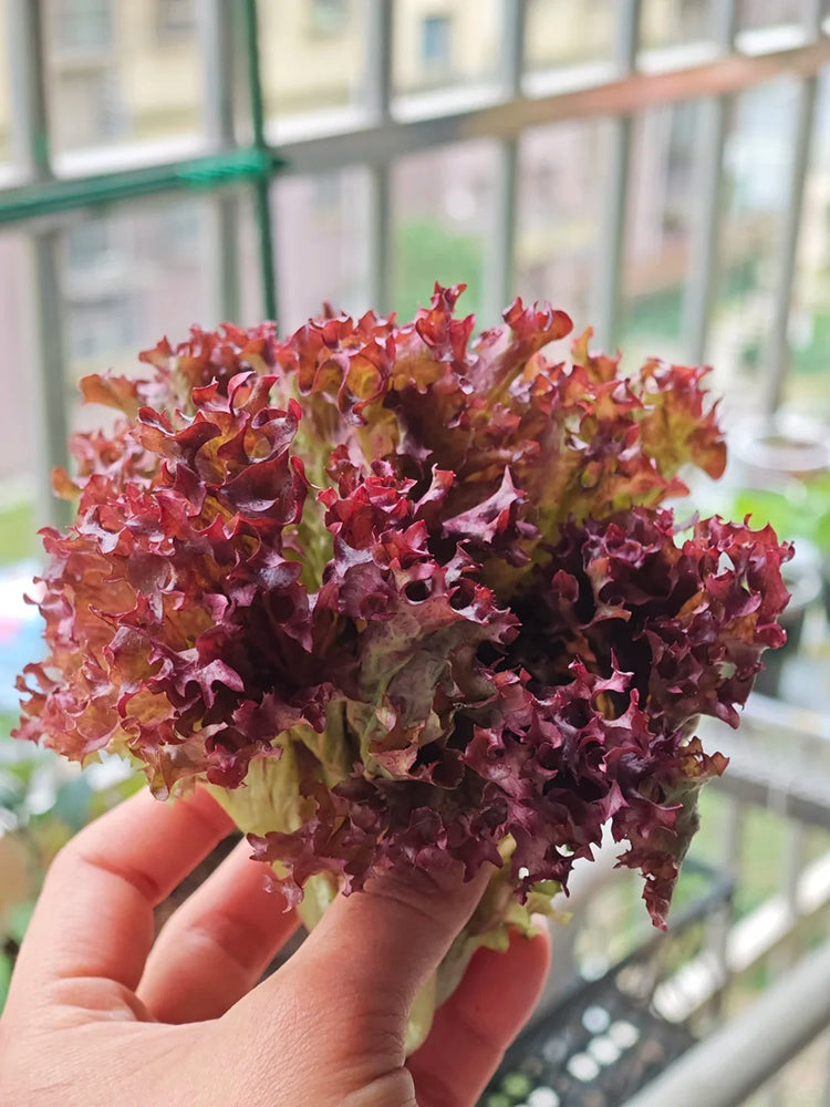 'Jinghong-1' Loose-leaf Lettuce