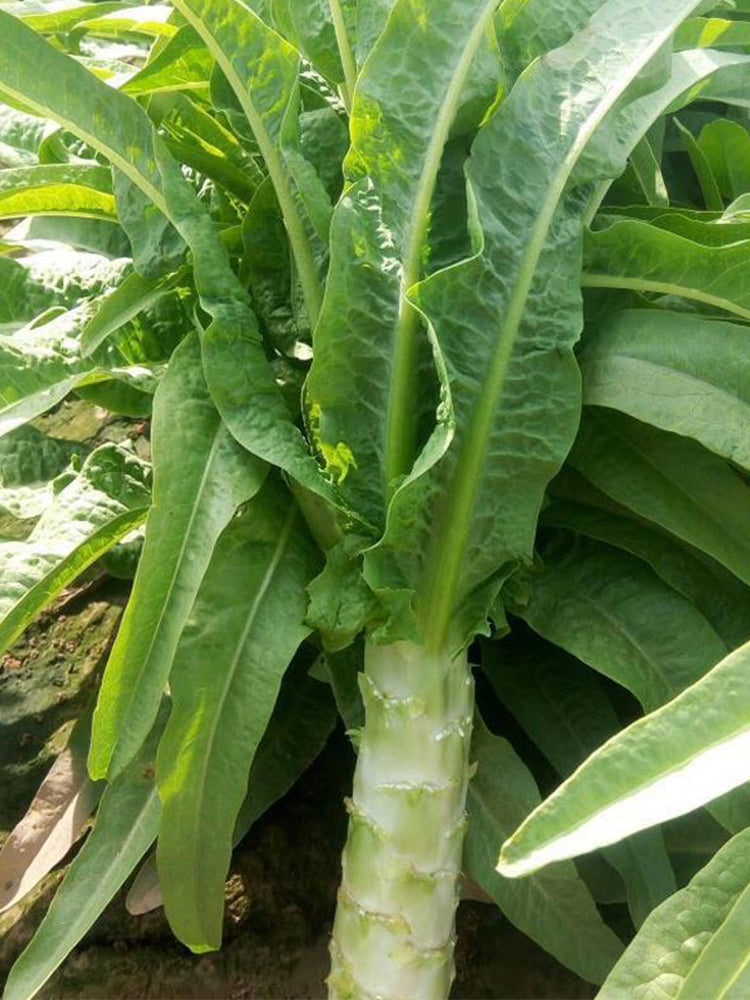 'Keguang No.1' Stem Lettuce