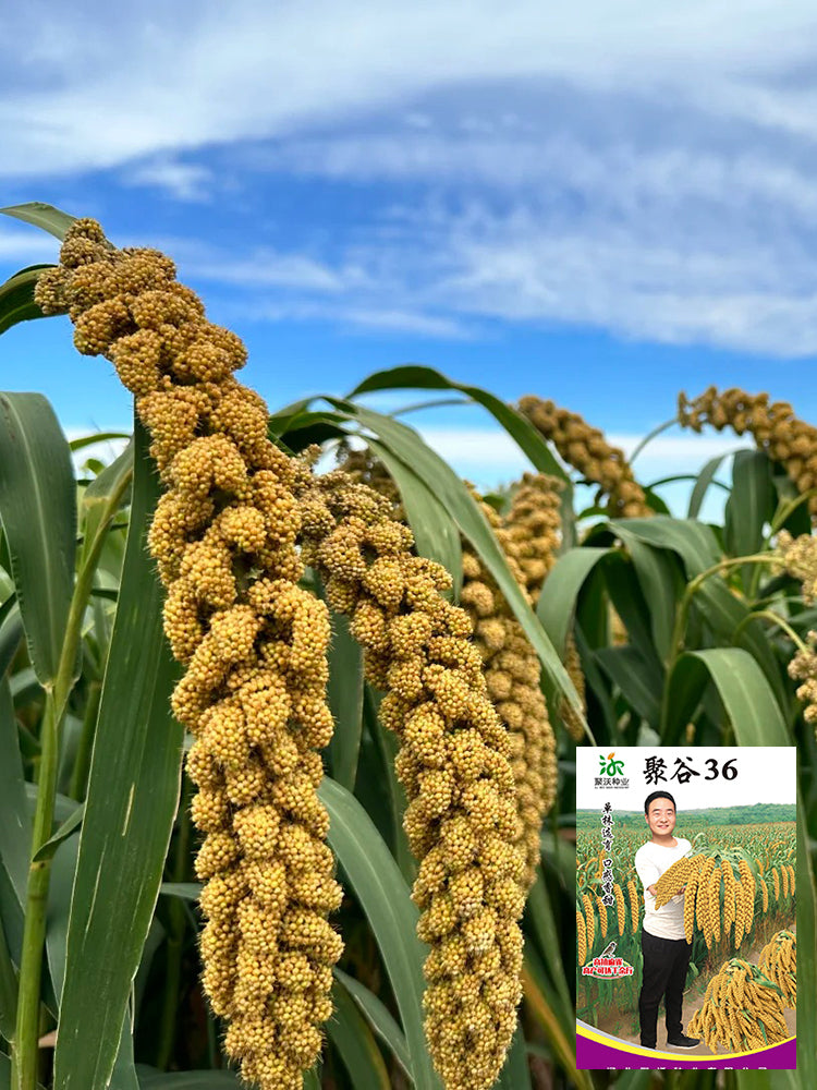 Jugu 36 Foxtail Millet