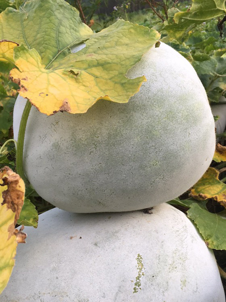 Jiemei Pink Skin Winter Melon