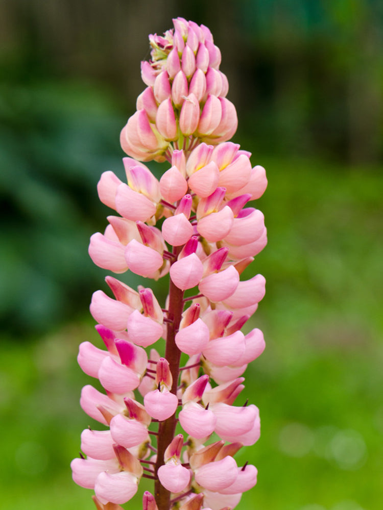 Pink Lupin